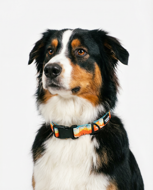 Mountainscape Adjustable Dog Collar - Orange