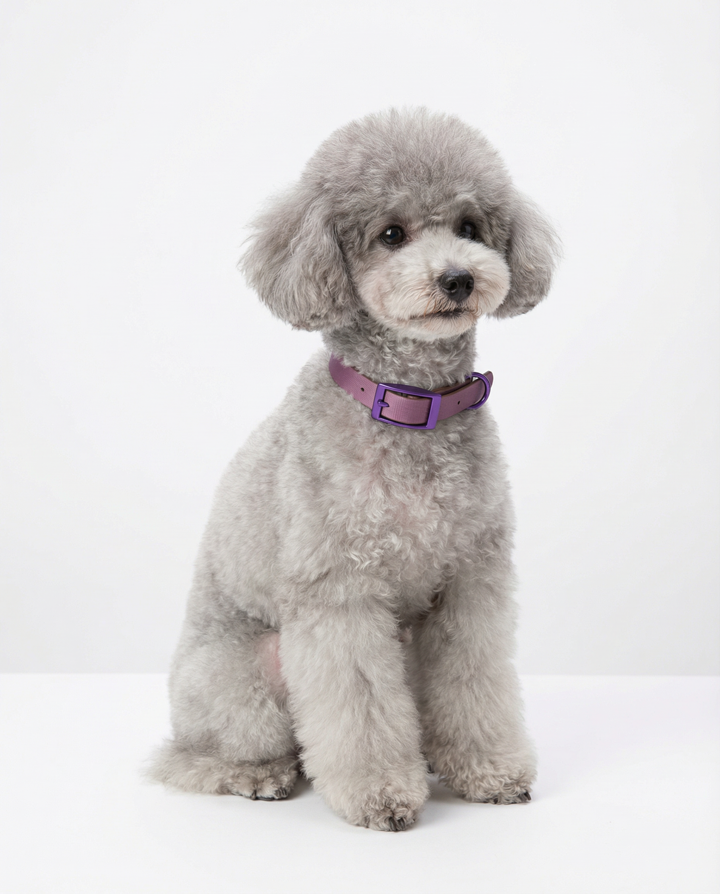 Jelly Collar - Waterproof Collar For Small Dogs