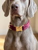 Signature Velvet Dog Collar